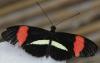 Heliconius melpomene rosina